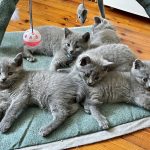 beauté de rottal, echte katräuser, chartreux